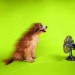 hot weather safety tips for pets dogs pragmaticmom pragmatic mom http://PragmaticMom.com Education Matters best mom blog best education blog families pets family pet best tips
