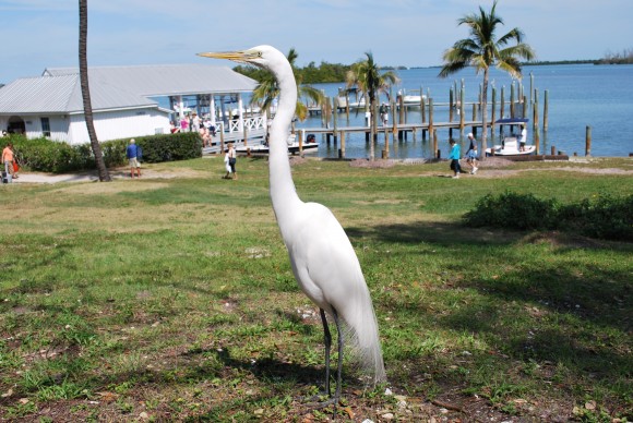 Great Egret, birds of Florida, Cabbage Keys,