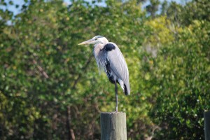 Great Blue Heron, birds of Florida, North Captiva