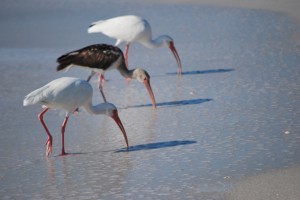 White Ibis, Glossy Ibis, birds of Florida, North Captiva, Florida, birds