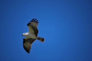 osprey, florida, north captiva