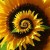 Spiraling Sunflower, United Kingdom