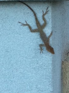 Florida, Gecko