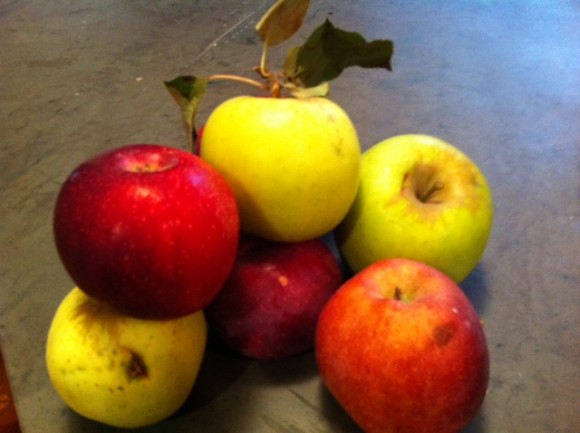 biodiversity of apples, johnny appleseed as bacchus,