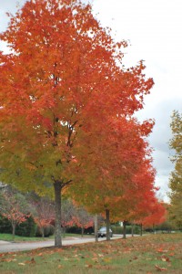 painting autumn leaves project for kids, art project for kids, fall leaf art project