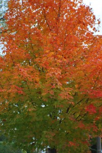 painting autumn leaves project for kids, art project for kids, fall leaf art project