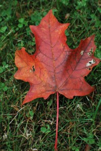 painting autumn leaves project for kids, art project for kids, fall leaf art project