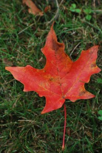 painting autumn leaves project for kids, art project for kids, fall leaf art project