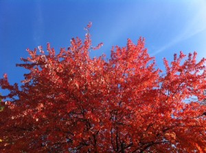 autumn leaves against blue sky