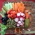 turkey-vegetable-tray