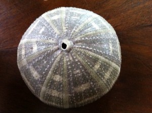 sea urchin shell art project for kids, abstract art projects for kids, art projects for children