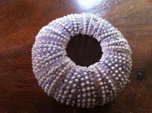 sea urchin shell art project for kids, Arthur Dove