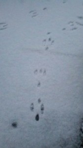 animal snow tracks,