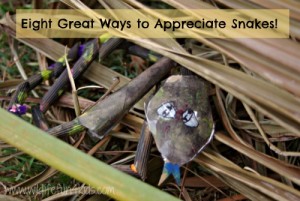 Wildlife fun for kids, 8 great ways to appreciate snakes