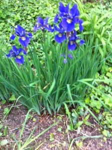 irises, iris flowers, irises book club for middle school girls, YA Irises