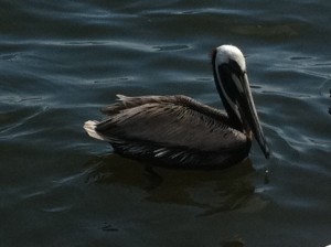 brown pelican, North Captiva Island, Florida