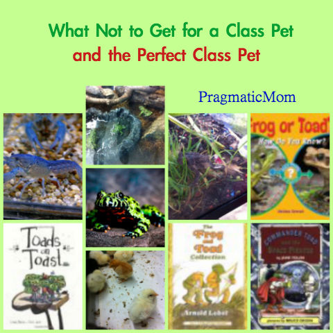 class pet, class pets, perfect class pet, what not to get as class pet