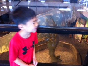 T. Rex, Tyranosaurus Rex, Museum of Science Boston, Gigantosaurus versus Tyranosaurus Rex, Gigantosaurus vs T Rex