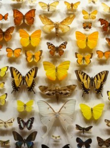 butterfly garden, MOS, Museum of Science Boston,