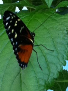 butterfly garden exhibit