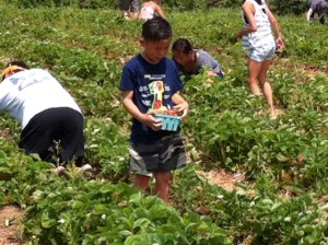 strawberry picking, Father's Day traditions,