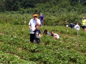 strawberry picking, Father's Day traditions,