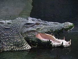 Estuarine crocodile, crocodile books for kids
