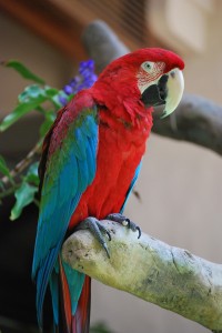 parrots in hawaii