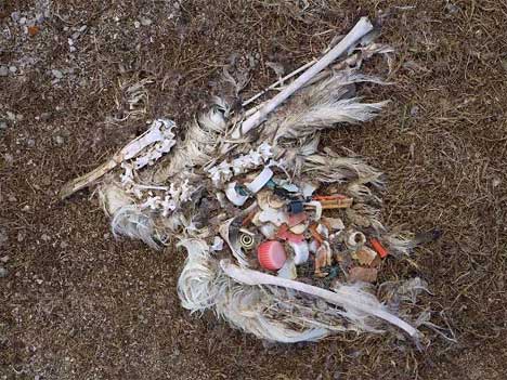 dead bird full of trash it ingested