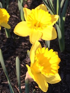 daffodils for Boston Marathon mile 18