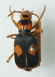  bombadier beetle