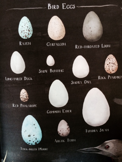 A Children's Guide to Arctic Birds eggs