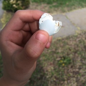my son found a bluebird egg hatched out