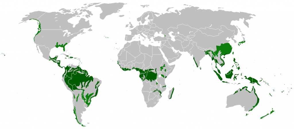 rainforests of the world
