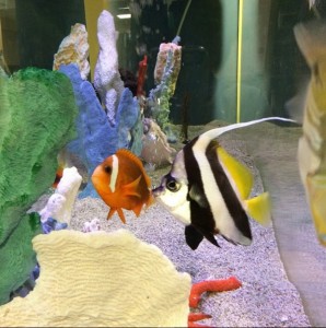 fish tank at Boston Children's Hospital Finding Nemo cast
