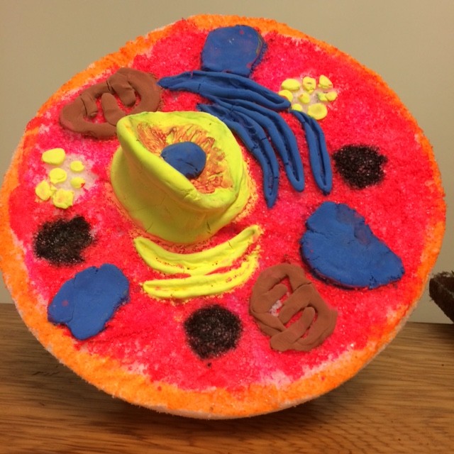 7th Grade Model of Cell Science Project