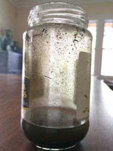 pond water for DIY microscope