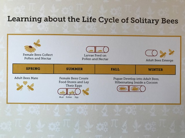 Life Cycle of Solitary Bees
