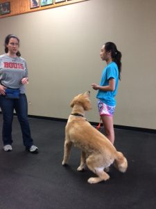 dog therapy test training