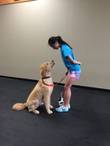 training dog as therapy dog