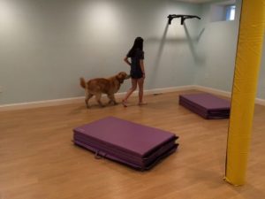 therapy dog test and training
