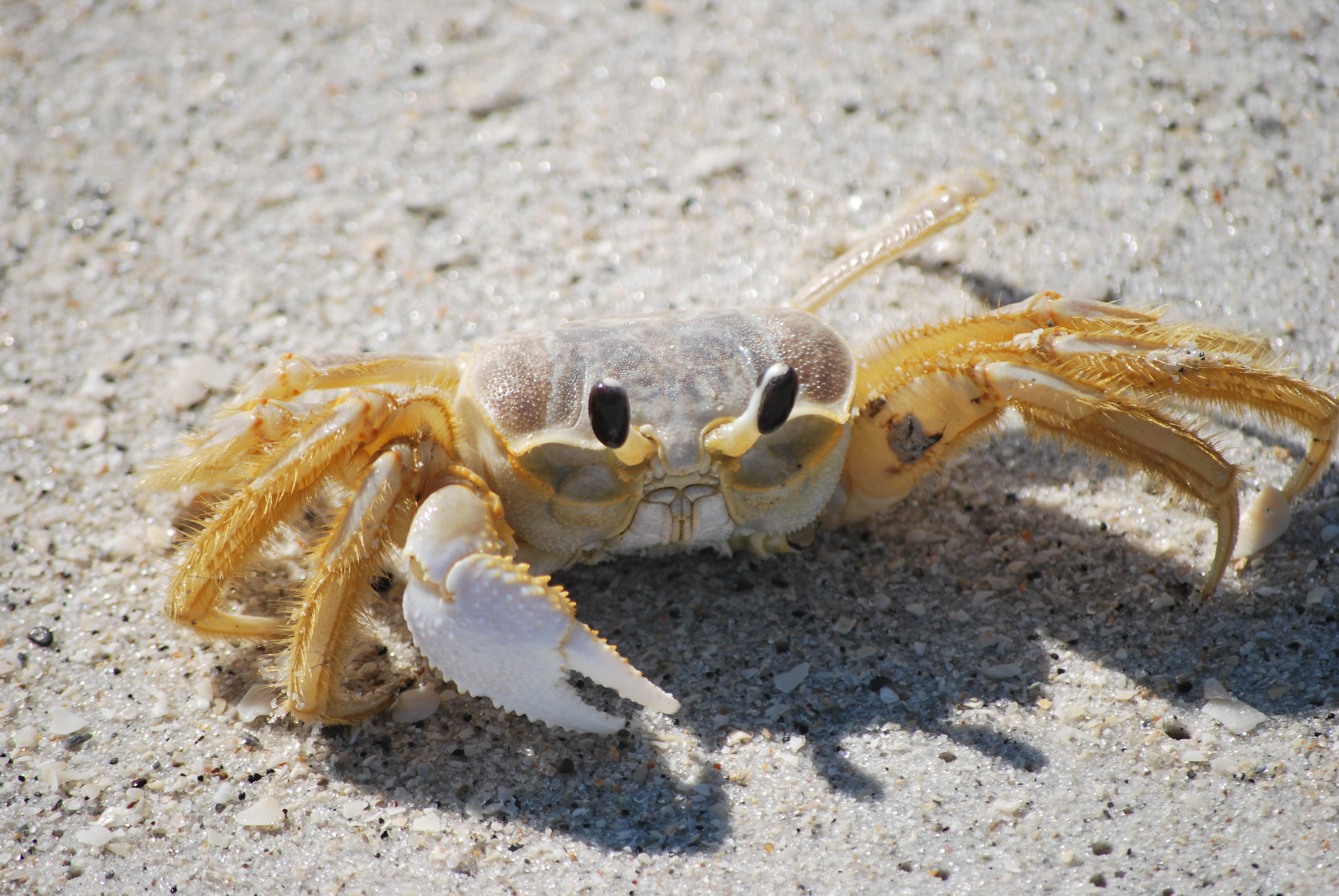 Florida Crab Are Crabs Crabby?