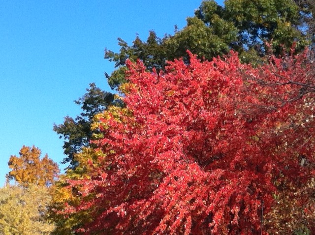 different colors of autumn, New England Fall, fall leaves,