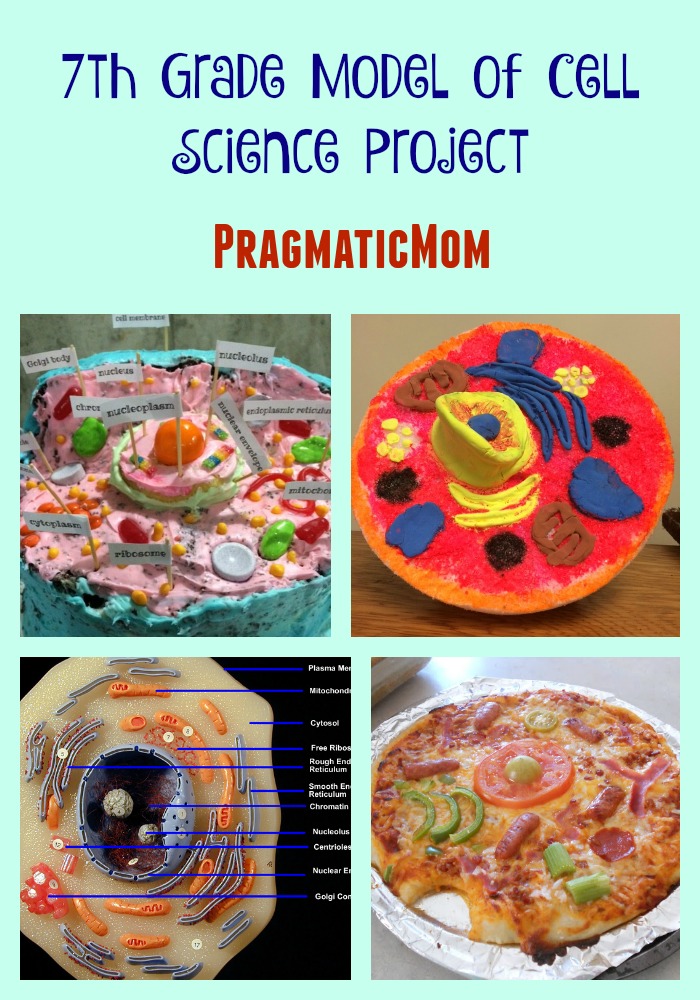 7th Grade Model of Cell Science Project - Pragmatic Mom