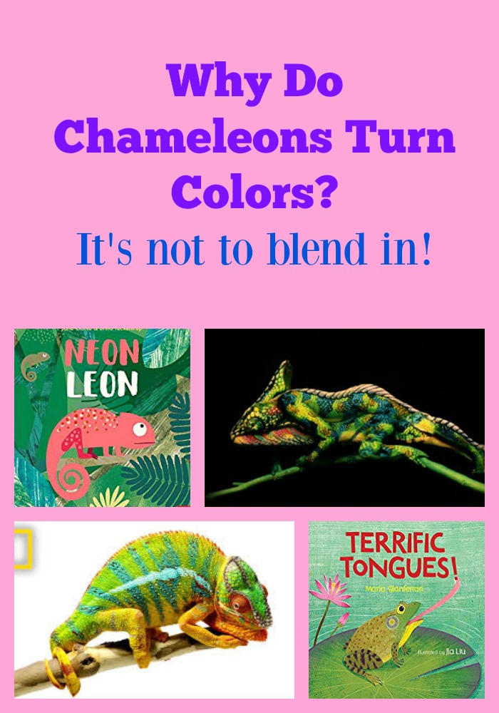 Why Do Chameleons Turn Colors? It's not to blend in!