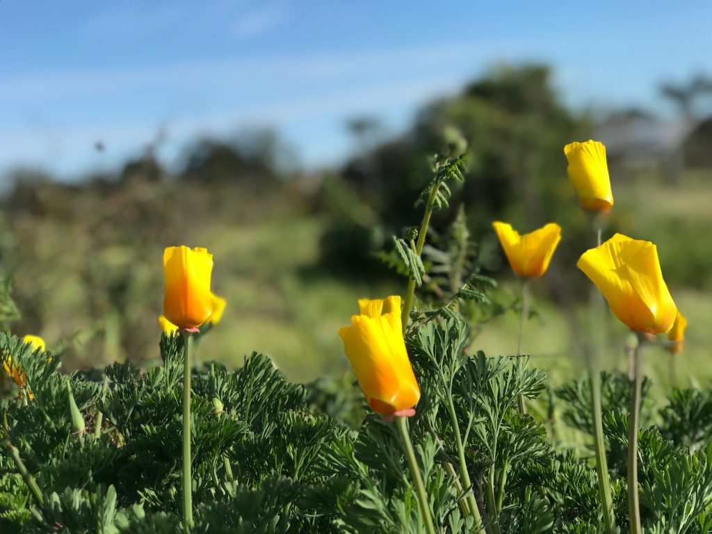 poppies in Southern California