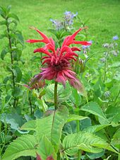 Bee Balm to attract bees and hummingbirds