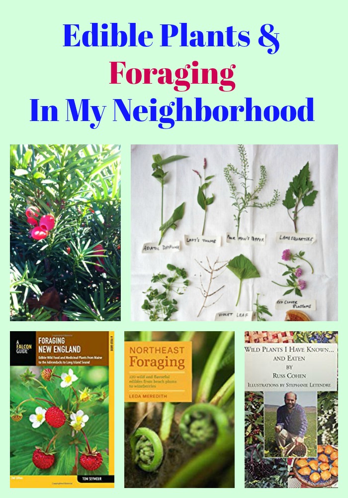 Edible Plants & Foraging In My Neighborhood