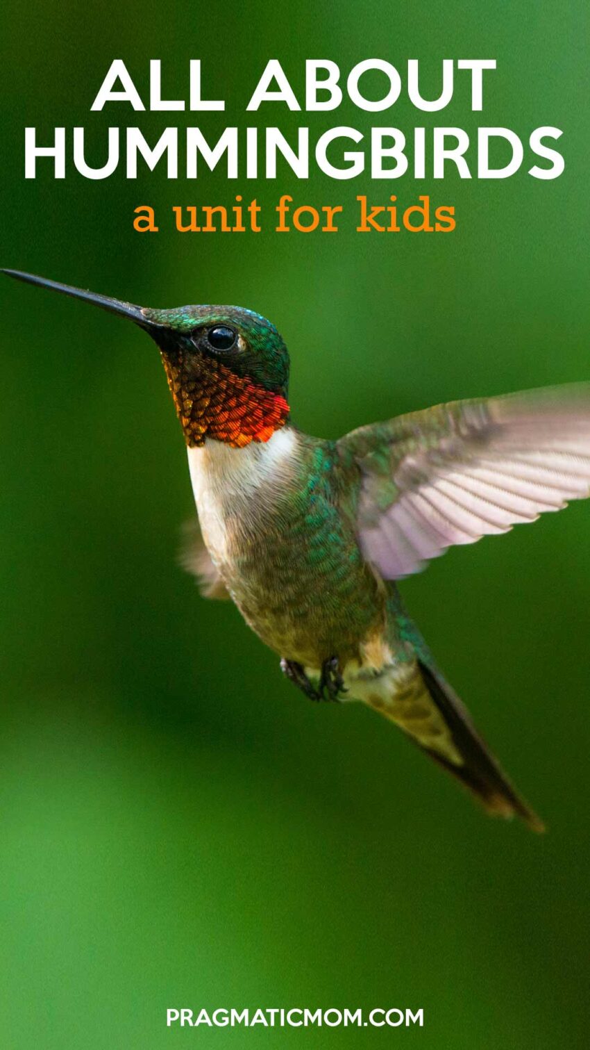 All About Hummingbirds: A Unit for Kids