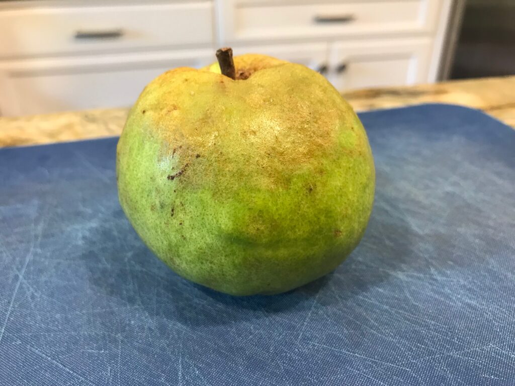 My 14-year-old's Exotic Fruit Challenge: Guava
